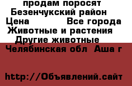 продам поросят .Безенчукский район  › Цена ­ 2 500 - Все города Животные и растения » Другие животные   . Челябинская обл.,Аша г.